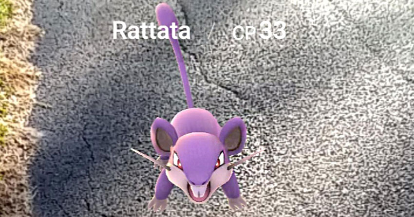 Pokemon go Rattata где обитает и найти покемона Раттату
